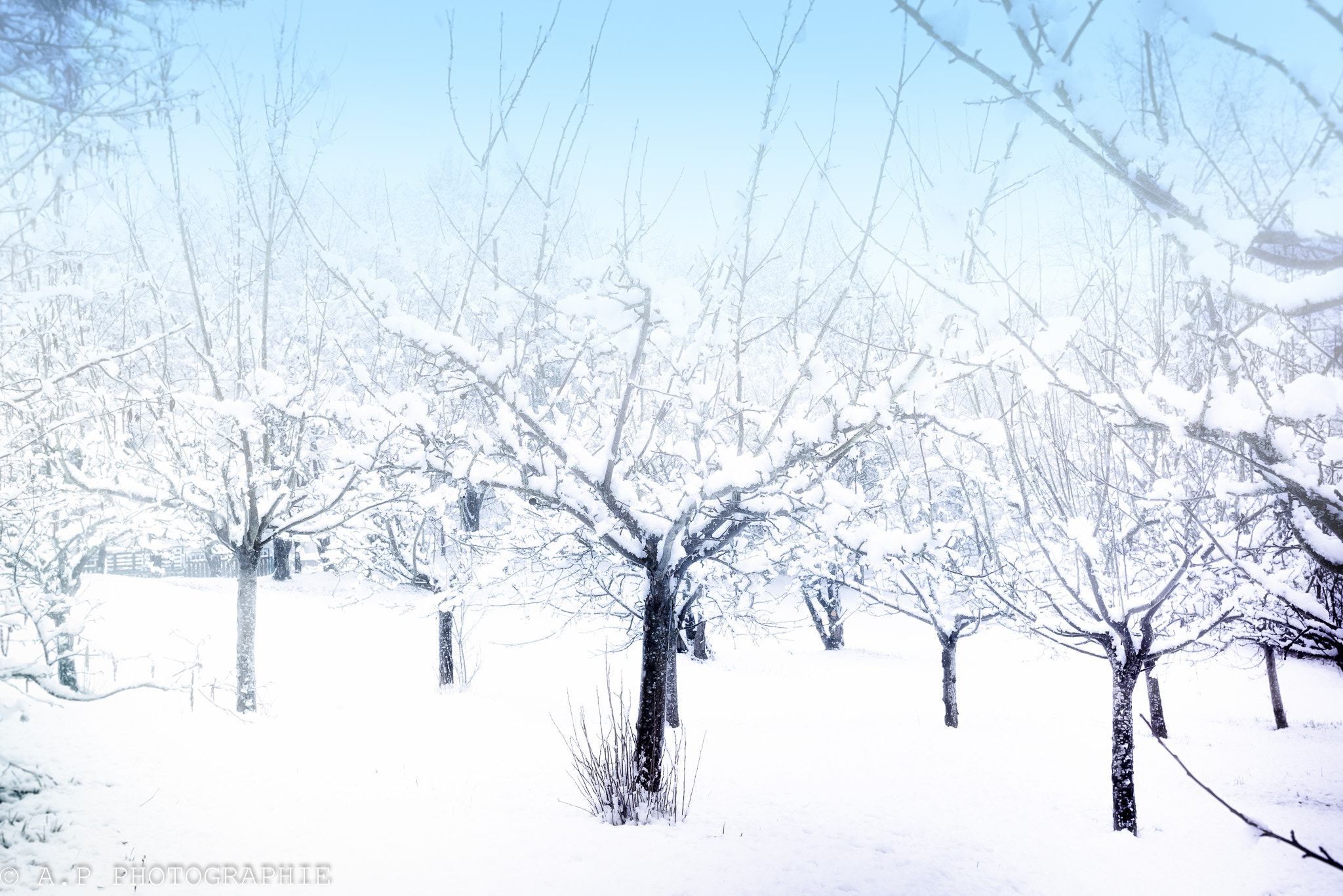 Nikon D610 + AF-S Nikkor 35mm f/1.8G sample photo. Un matin blanc...a white morning...an matin blan photography