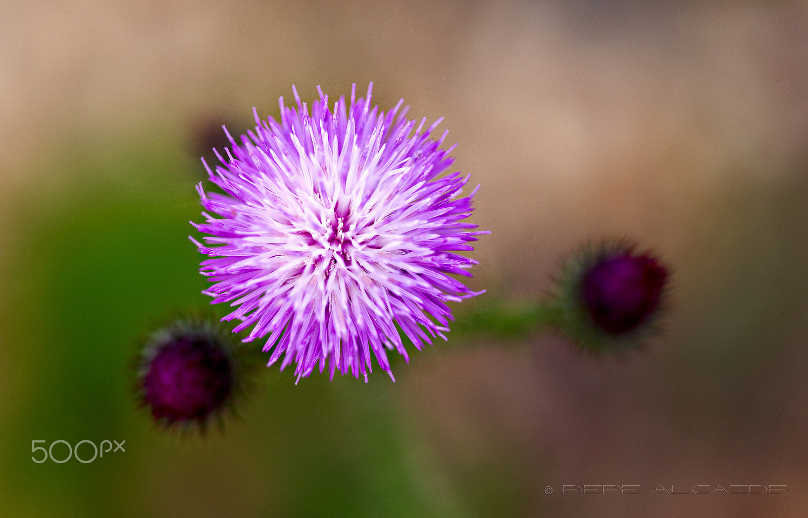 Canon EF 100-200mm f/4.5A sample photo. Flor de cardo photography