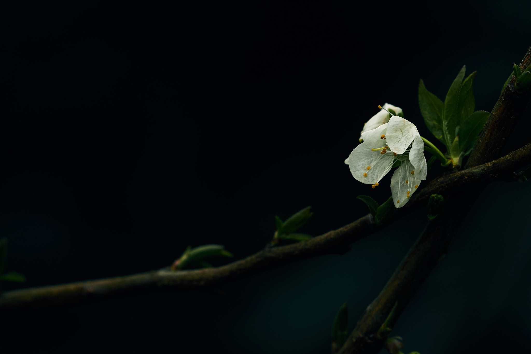 Canon EF 100-400mm F4.5-5.6L IS II USM sample photo
