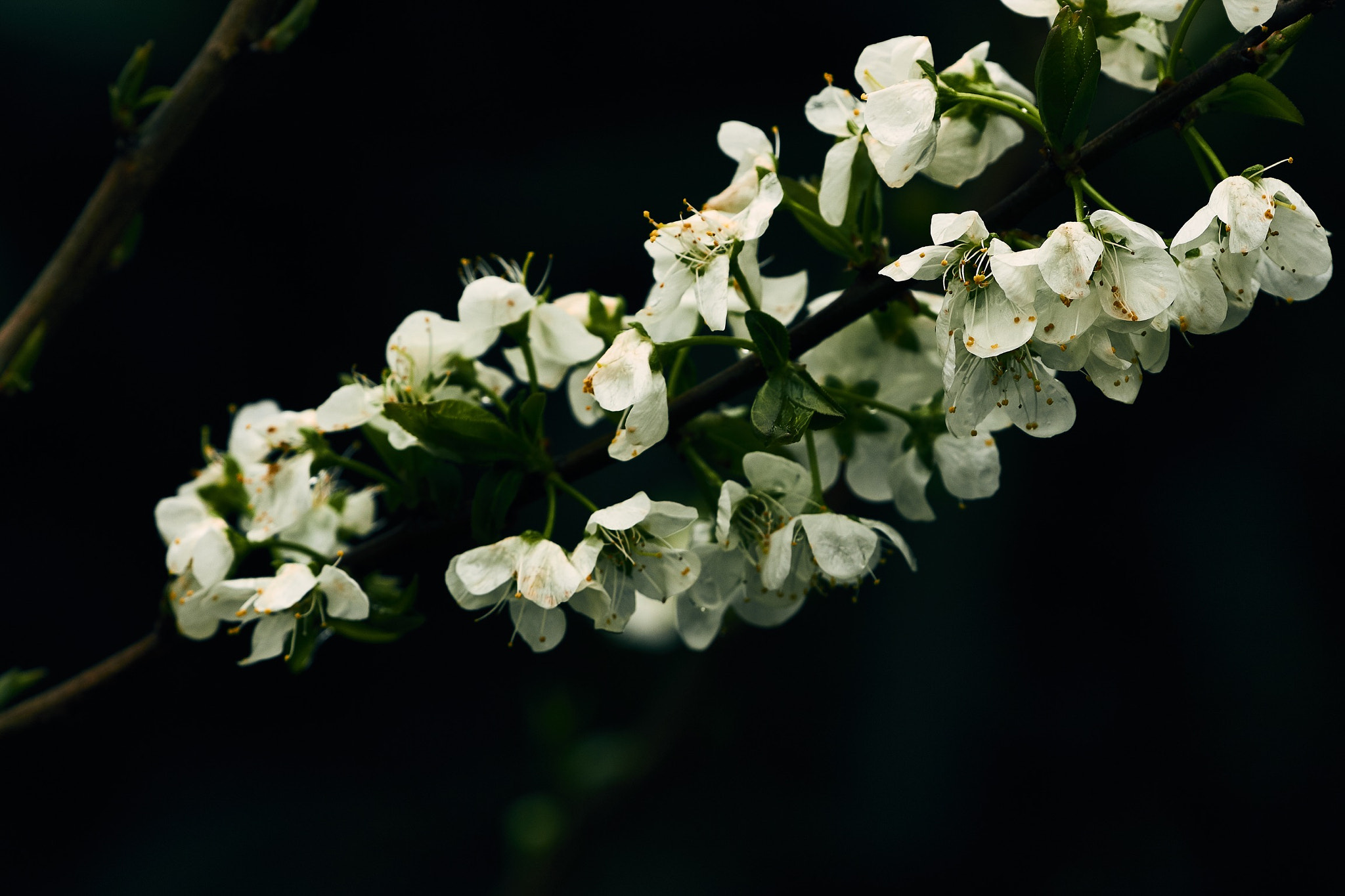 Canon EF 100-400mm F4.5-5.6L IS II USM sample photo