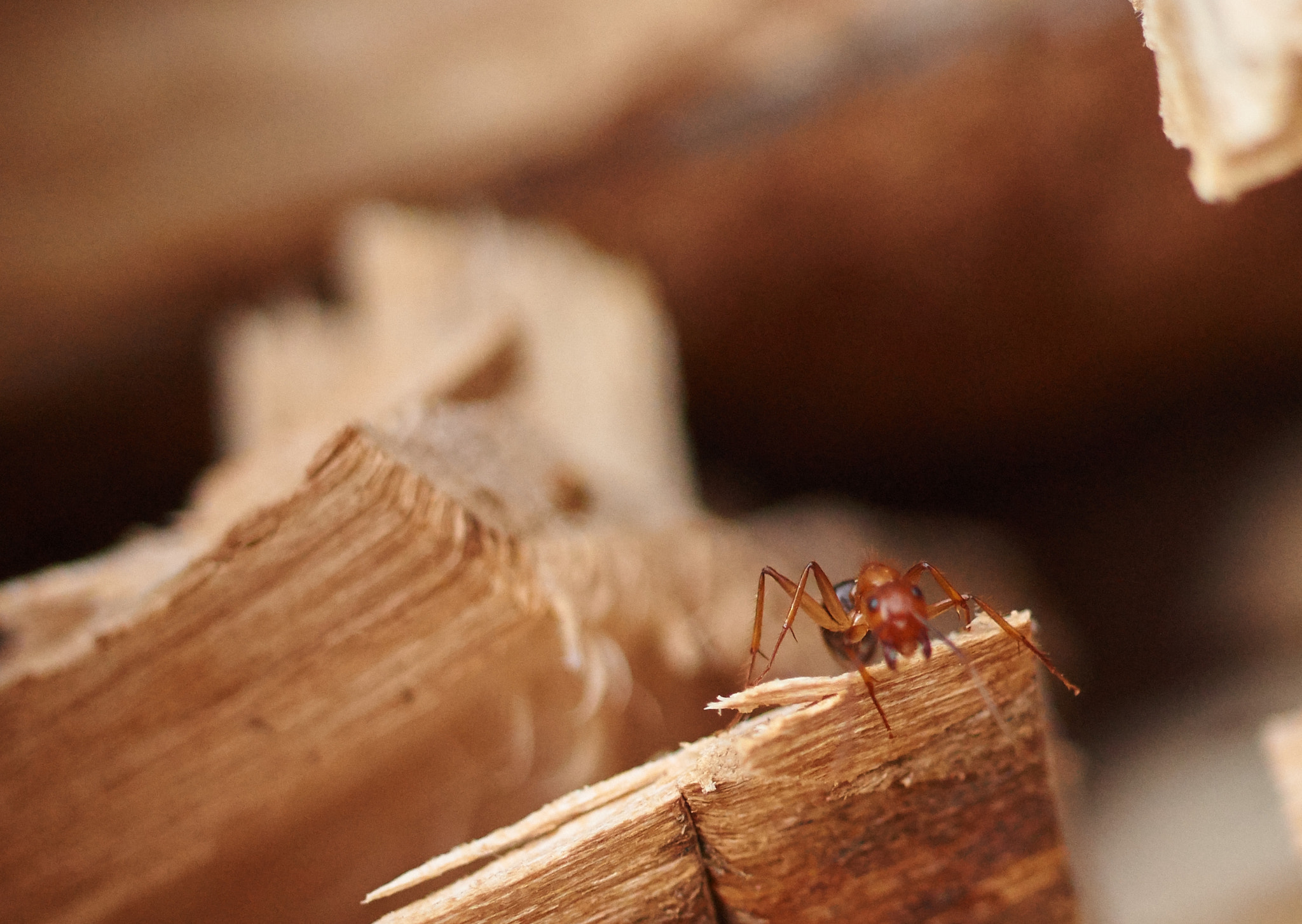 Sony SLT-A58 + MACRO 50mm F2.8 sample photo. Giant wood logs  photography