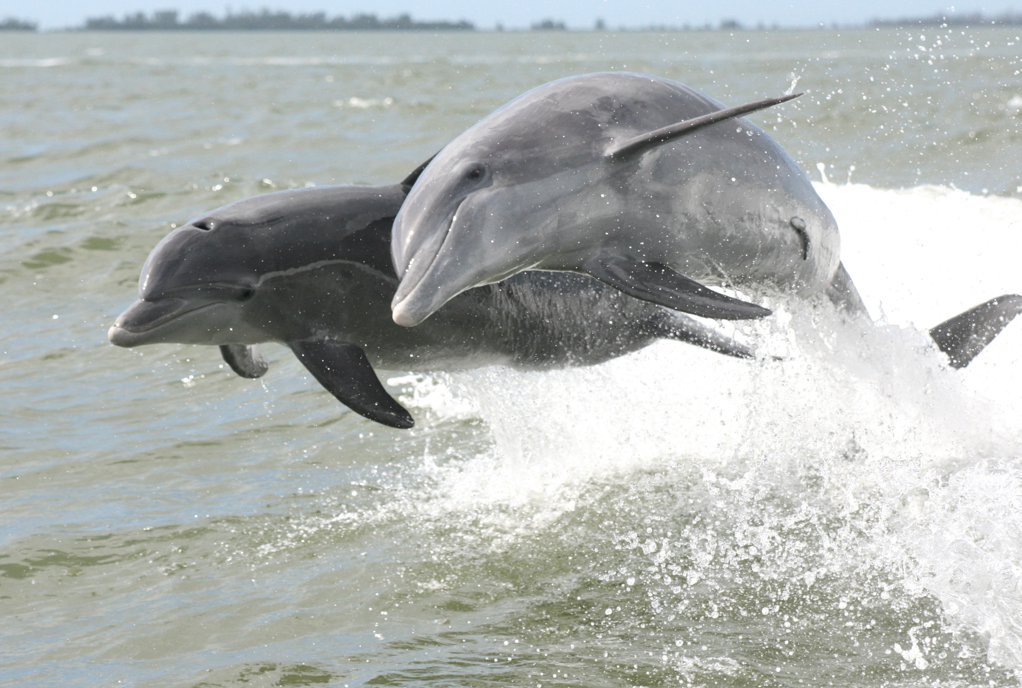 Canon EF 80-200mm F4.5-5.6 II sample photo. Playful dolphins photography
