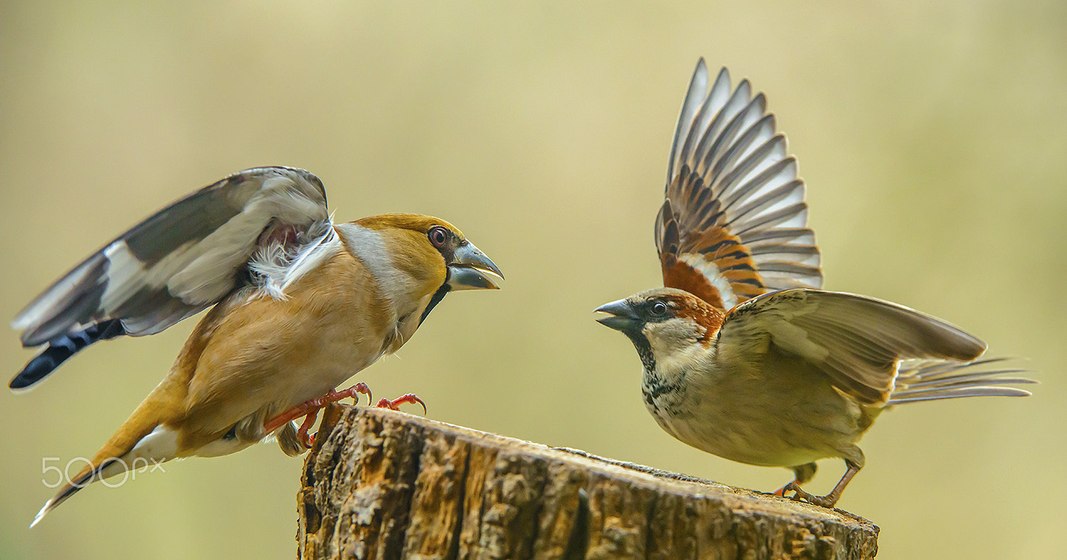 Nikon AF-S Nikkor 200-400mm F4G ED-IF VR sample photo. Hawfinch / house sparrow photography