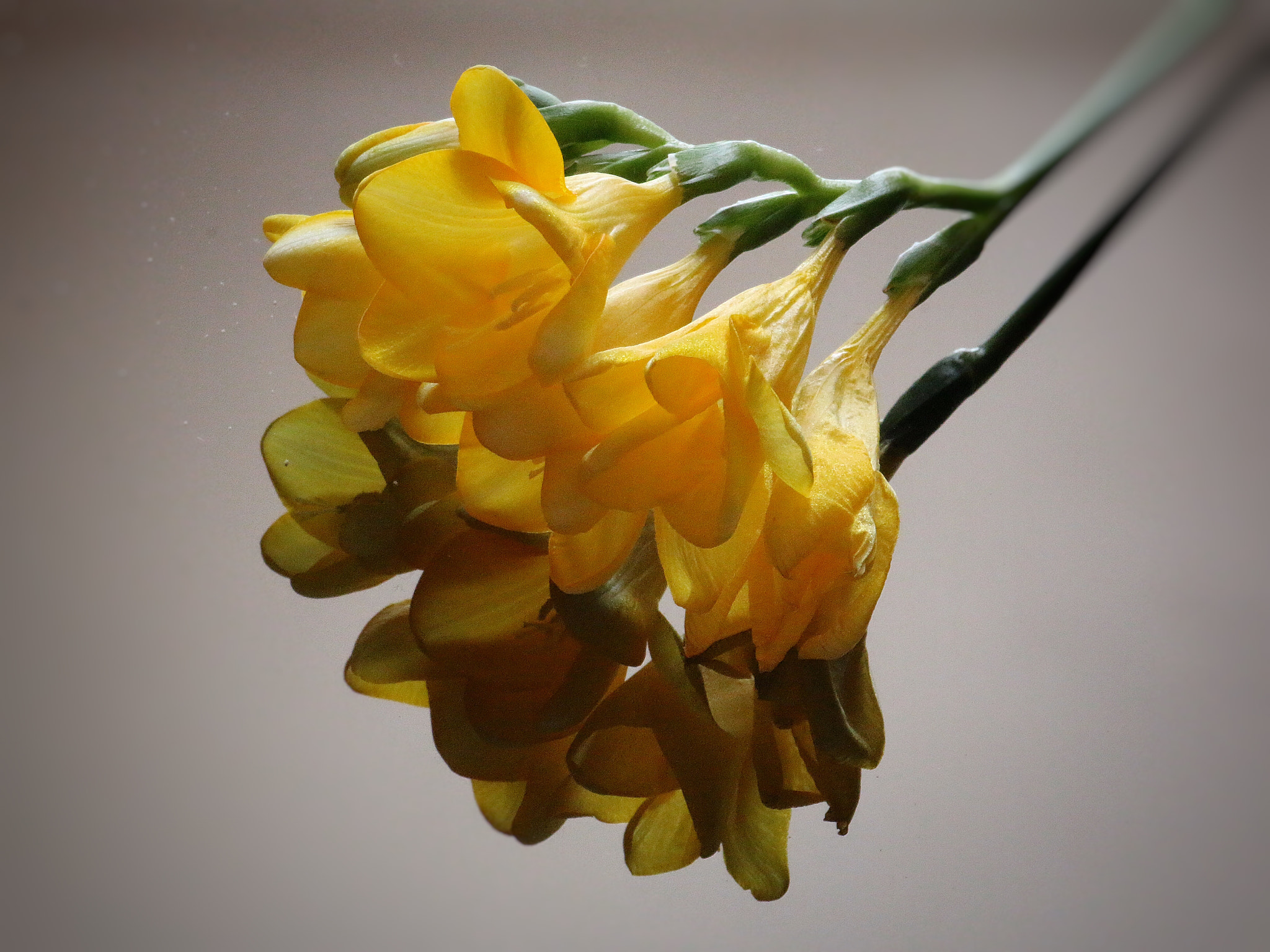 Canon EF-S 55-250mm F4-5.6 IS sample photo. Fresia photography