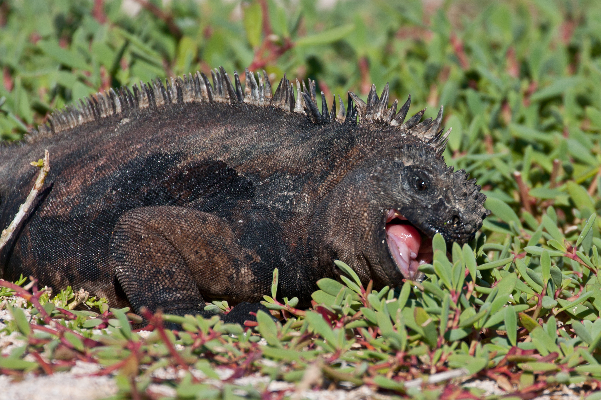 Marine Iguana Eating Plant by Adam Brill Photo 1438221 / 500px