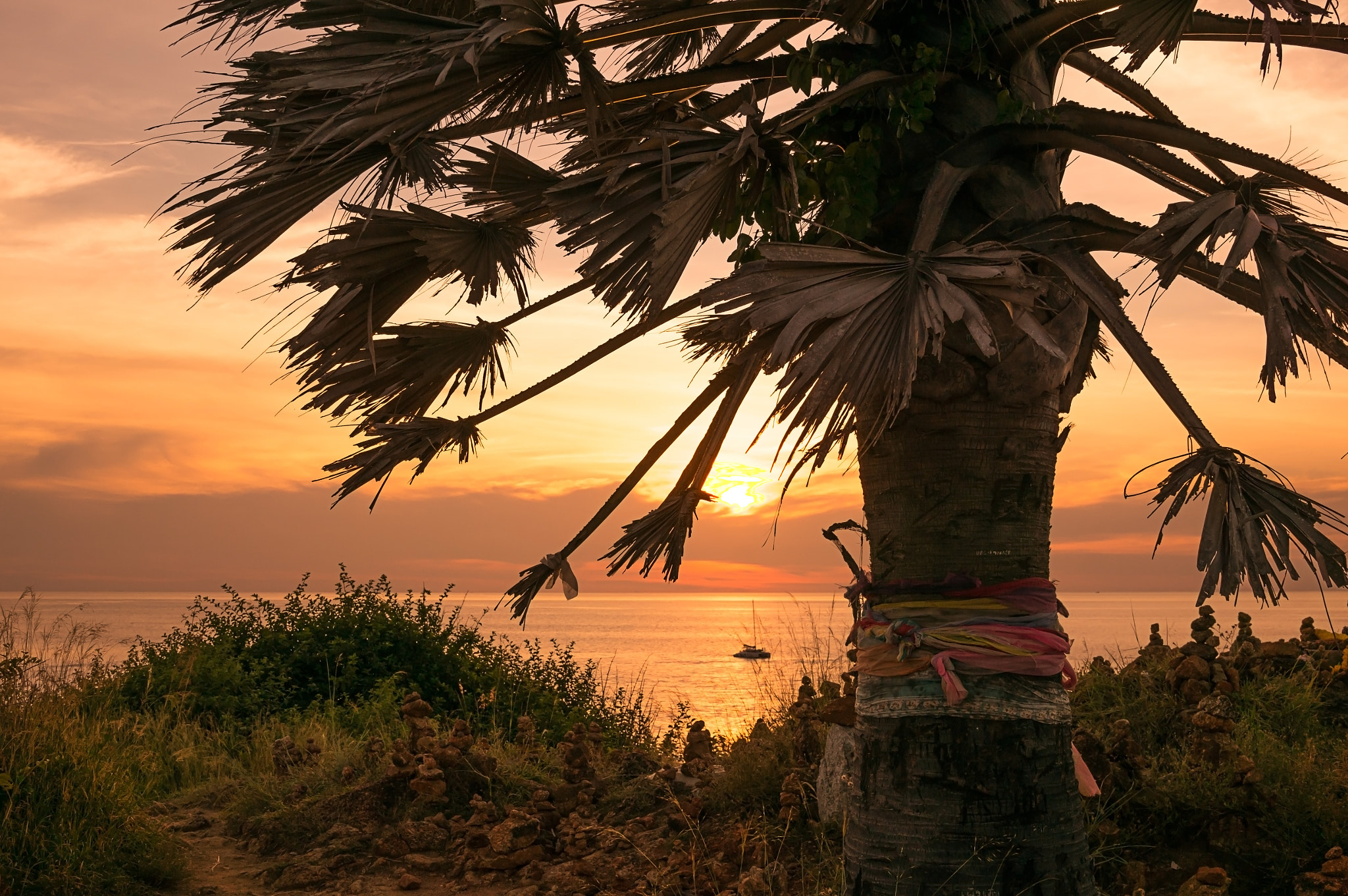 Sony Alpha NEX-5T + Sigma 30mm F2.8 EX DN sample photo. Palm tree at laem phrom thep photography