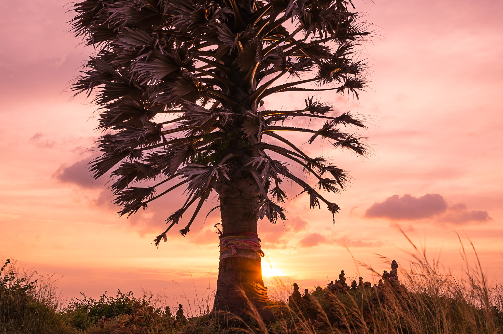 Sony Alpha NEX-5T + Sigma 30mm F2.8 EX DN sample photo. Palm tree at cape phrom thep photography