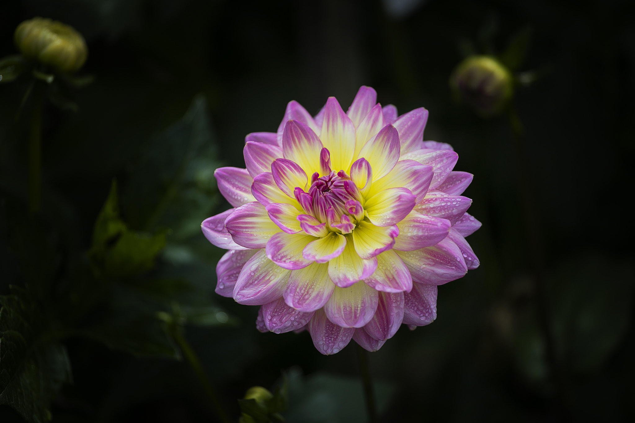 Canon EOS 5DS + Canon EF 70-200mm F4L USM sample photo. Pink & yellow dahlia photography