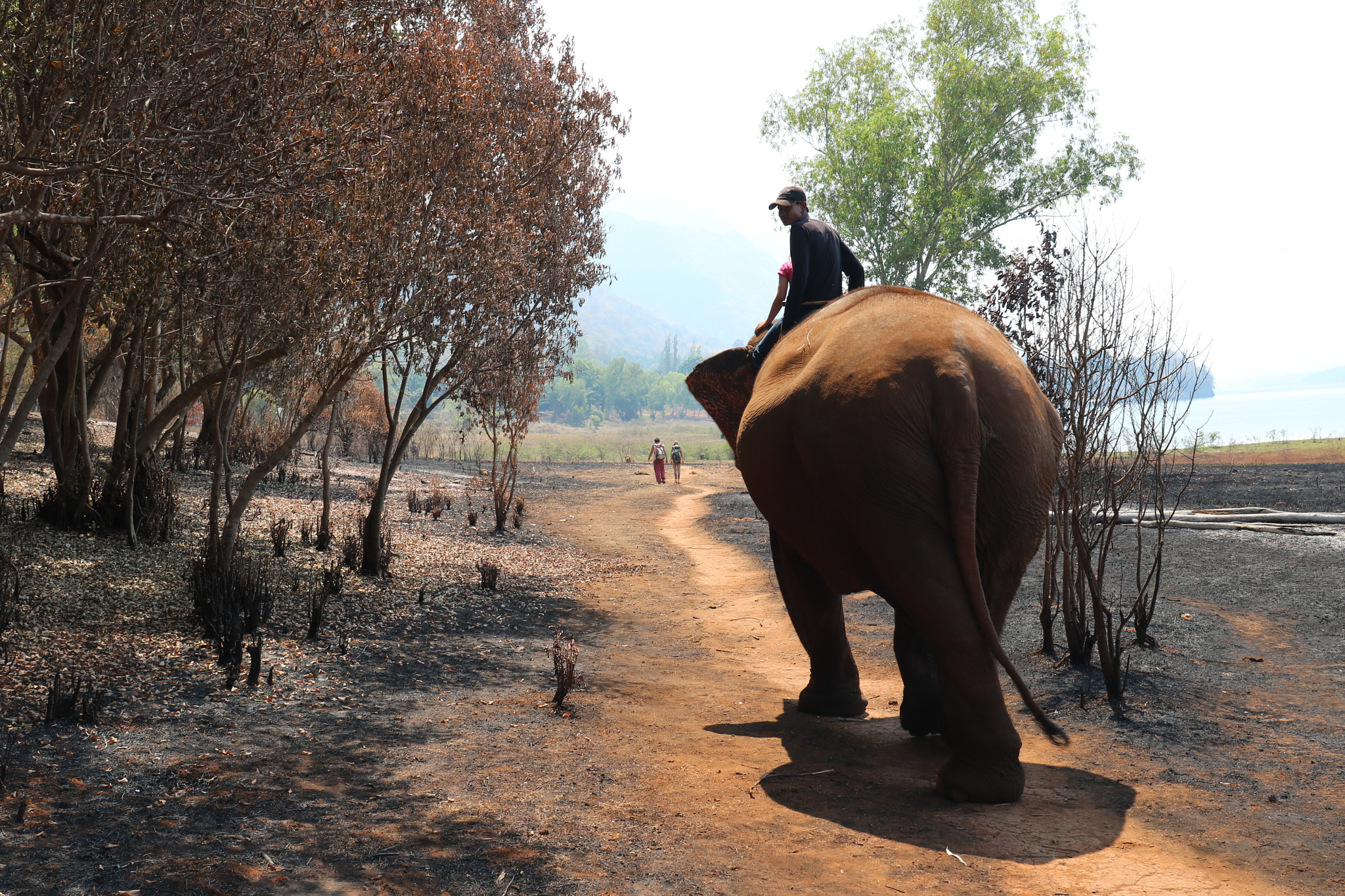 Canon EF 24-70mm F4L IS USM sample photo. Riding the elephants photography