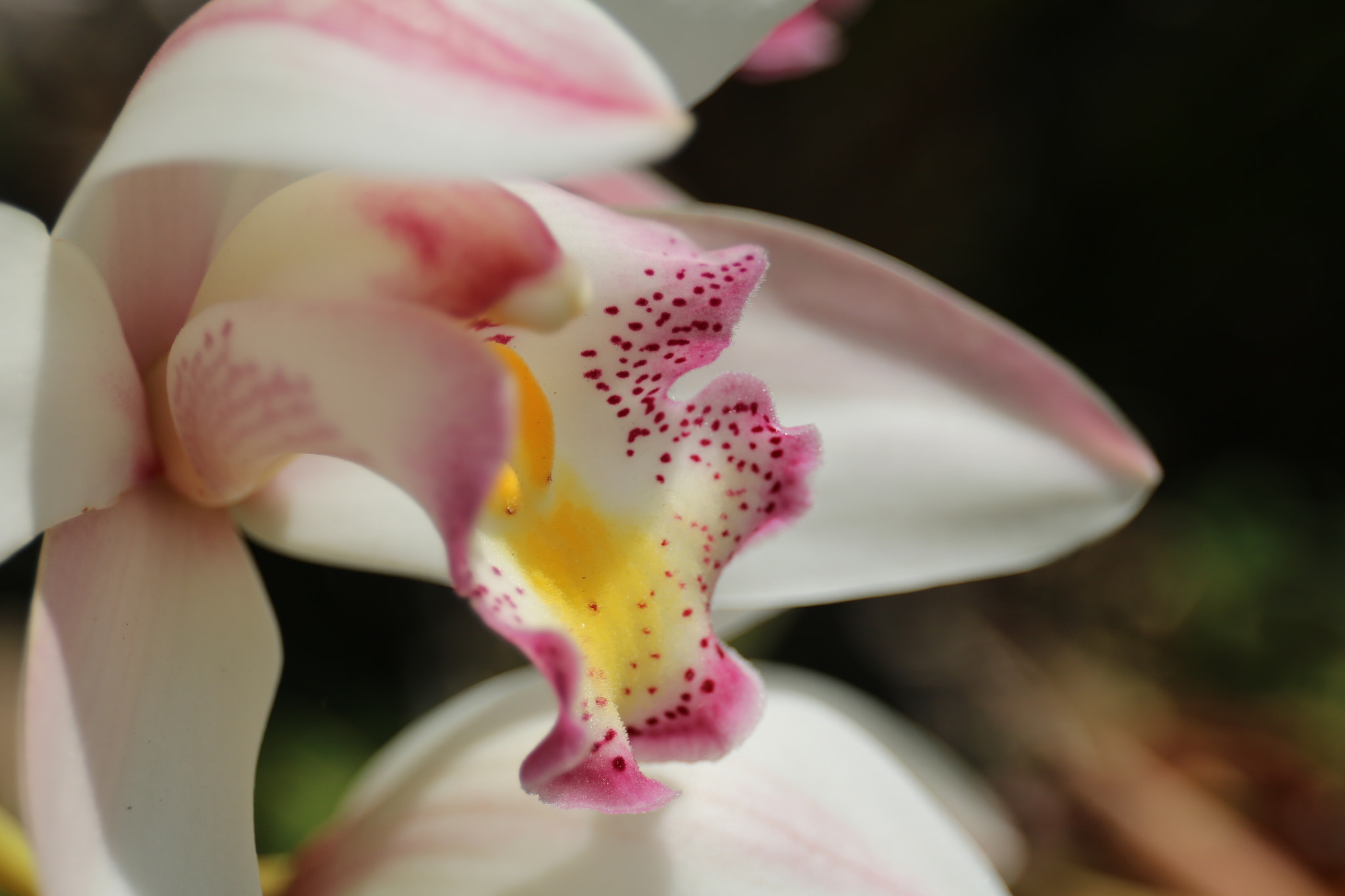 Canon EOS 760D (EOS Rebel T6s / EOS 8000D) + Canon EF 24-70mm F4L IS USM sample photo. Orchid flower photography