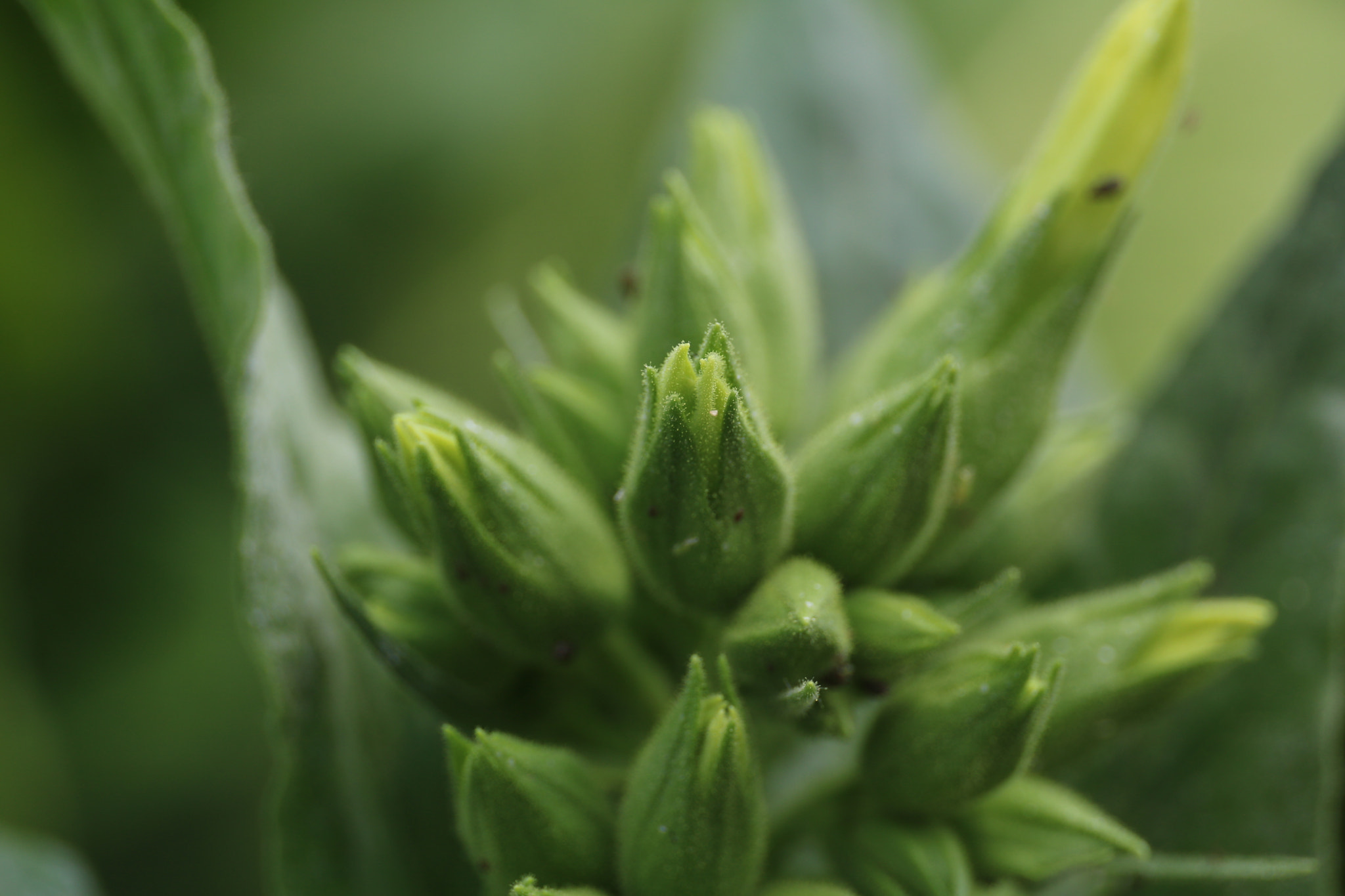 Canon EF 24-70mm F4L IS USM sample photo. Tobacco plant photography
