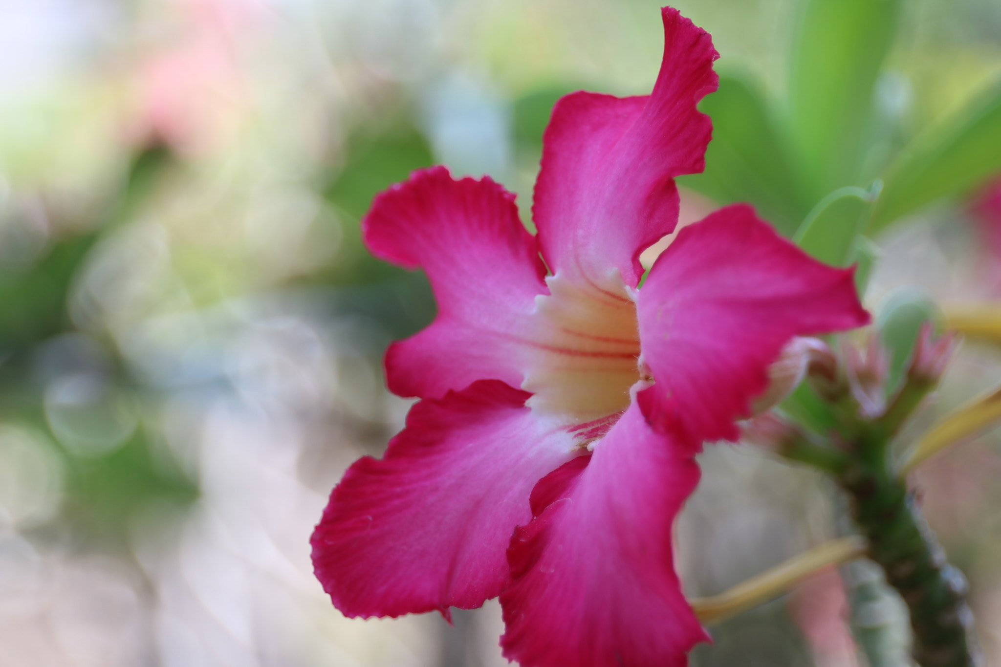 Canon EF 24-70mm F4L IS USM sample photo. Pastel flower photography