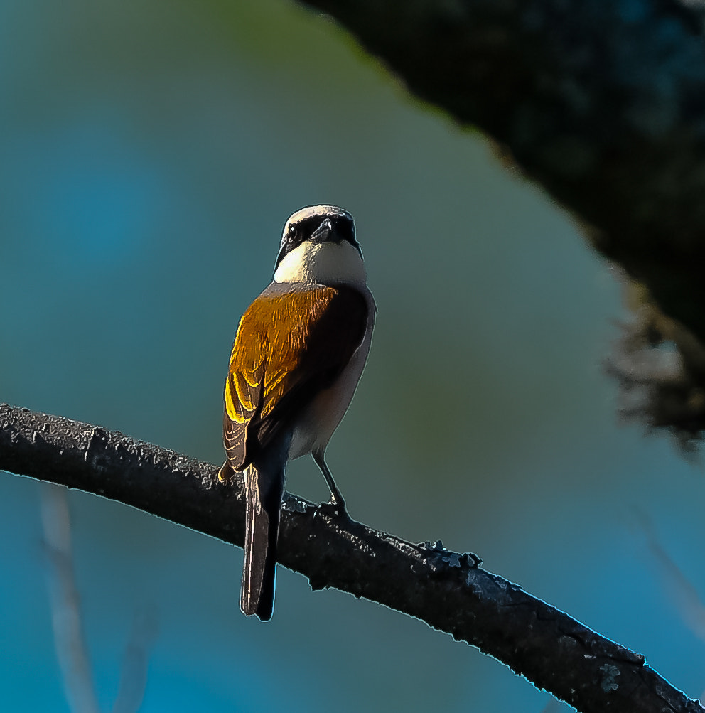 Nikon AF-S Nikkor 400mm F2.8G ED VR II sample photo. Merkio slėnis photography