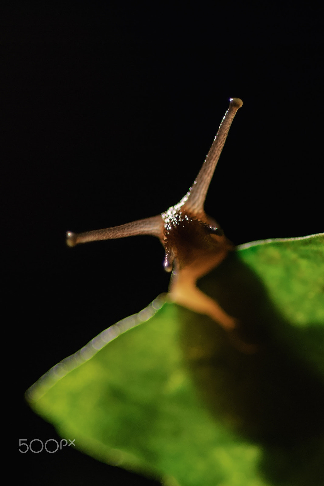 Nikon D70 + Nikon AF Micro-Nikkor 60mm F2.8D sample photo. Snail photography