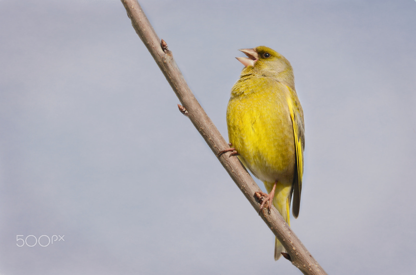 Sigma 120-400mm F4.5-5.6 DG OS HSM sample photo. Singing in the morning (greenfinch) photography