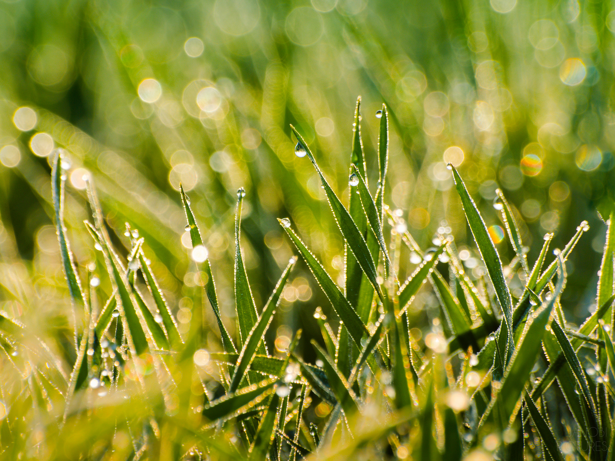 Olympus Zuiko Digital ED 70-300mm F4.0-5.6 sample photo. ~ in the meadow ~ photography