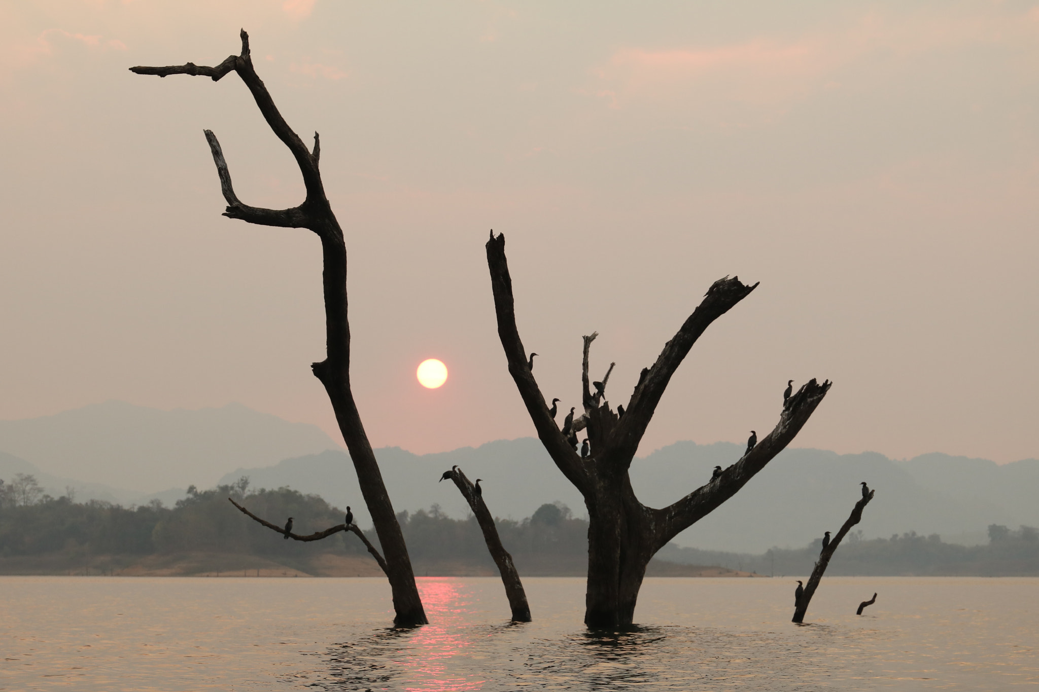 Canon EF 24-70mm F4L IS USM sample photo. Sunset over tree photography