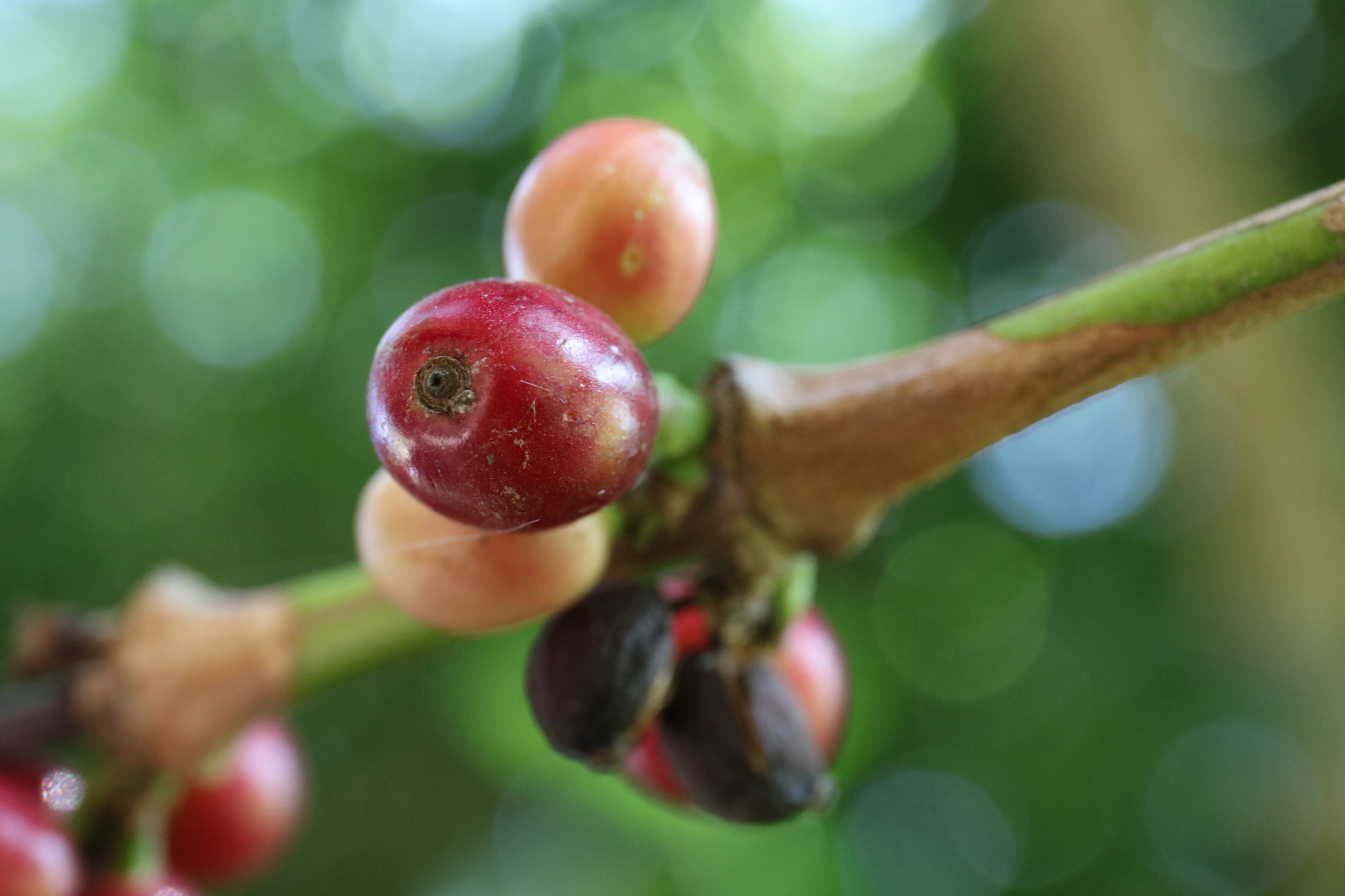Canon EF 24-70mm F4L IS USM sample photo. Coffee red grain photography