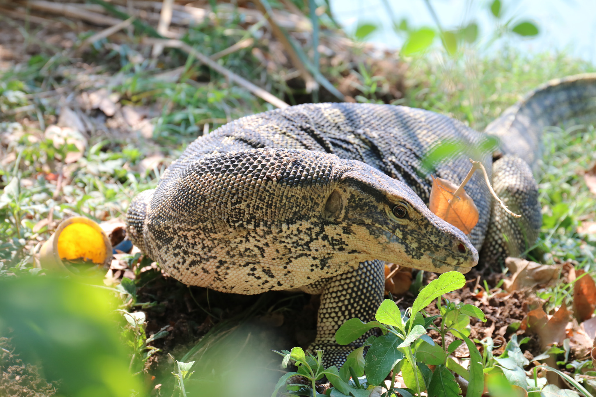 Canon EF 24-70mm F4L IS USM sample photo. Wild varan photography
