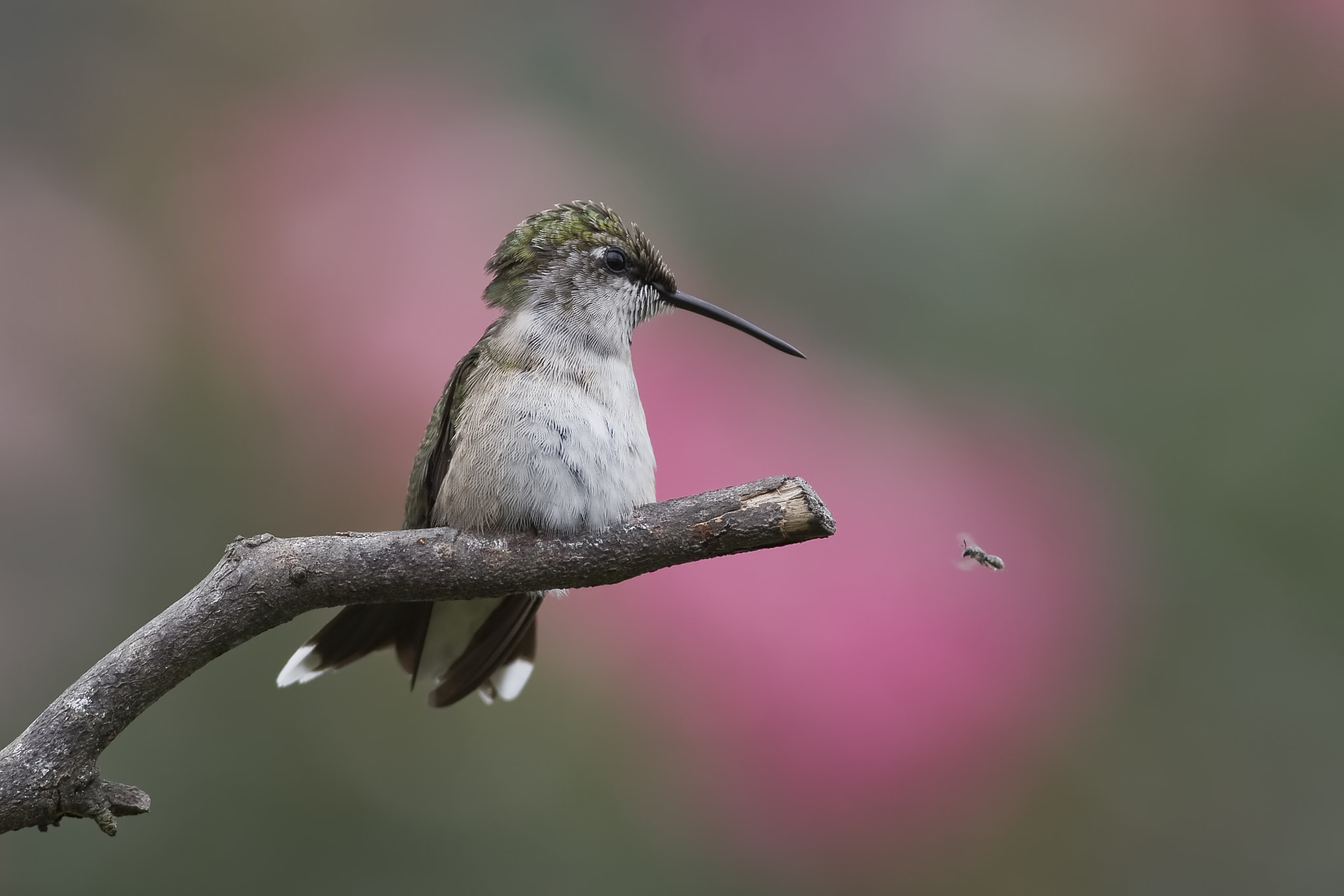 Nikon D7100 + Nikon PC-E Nikkor 24mm F3.5D ED Tilt-Shift sample photo. Lunch on the fly photography