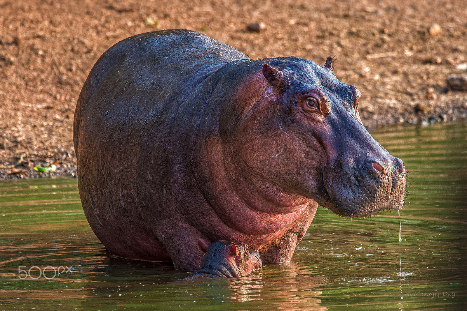Nikon Nikkor AF-S 300mm F4E PF ED VR sample photo. Hippo mom & her baby photography