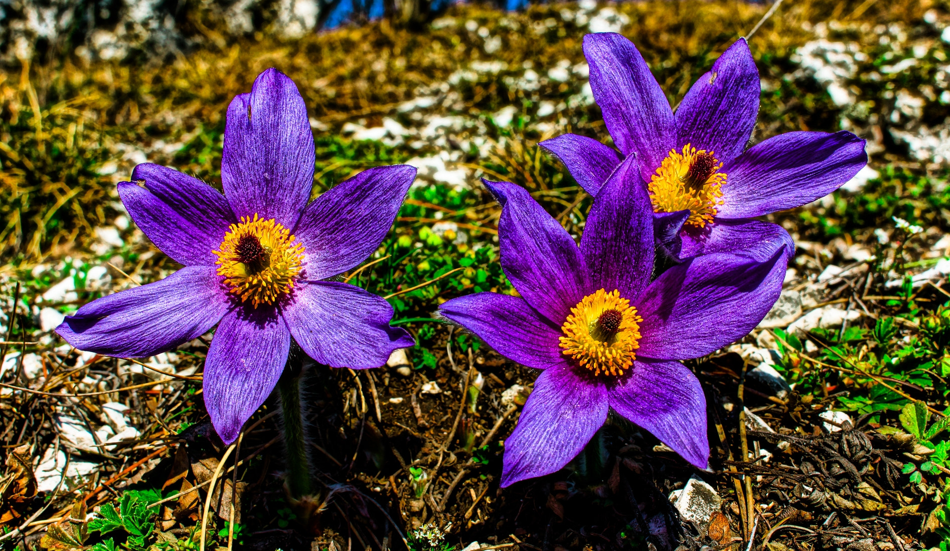 Sony SLT-A77 + 24mm F2.8 sample photo. Anemone hdr photography