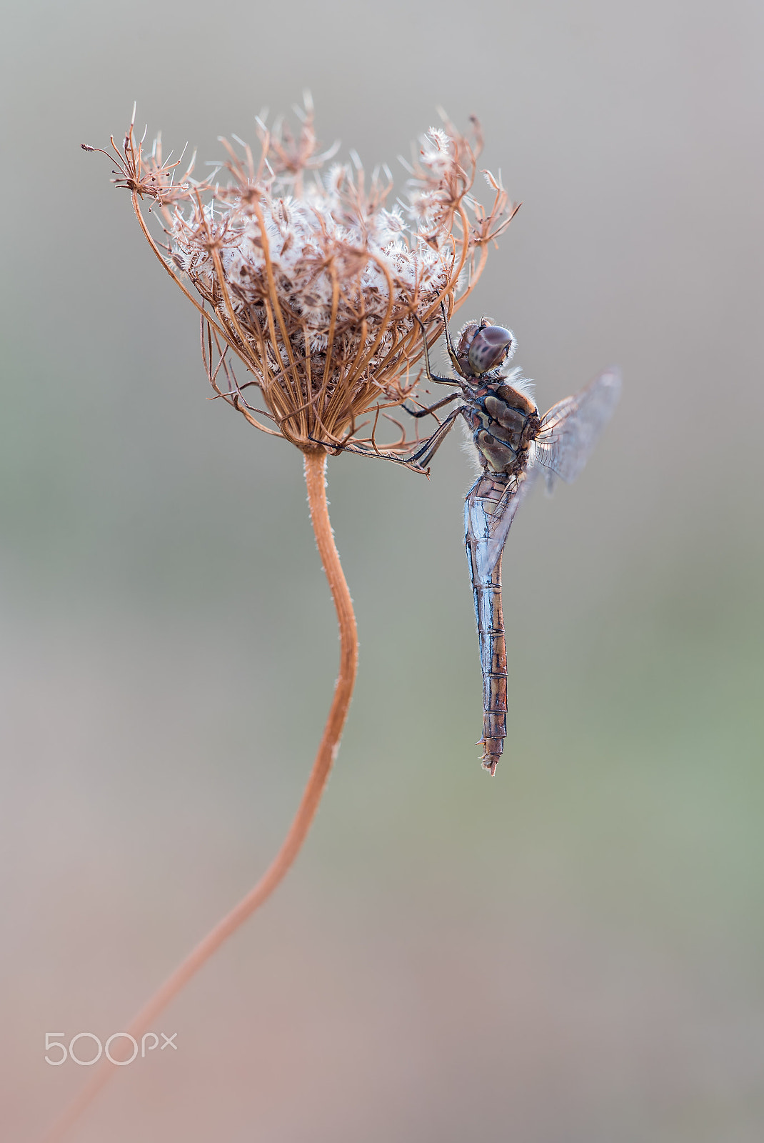 Sigma 150mm F2.8 EX DG Macro HSM sample photo. Sympetrum (heidelibelle) photography