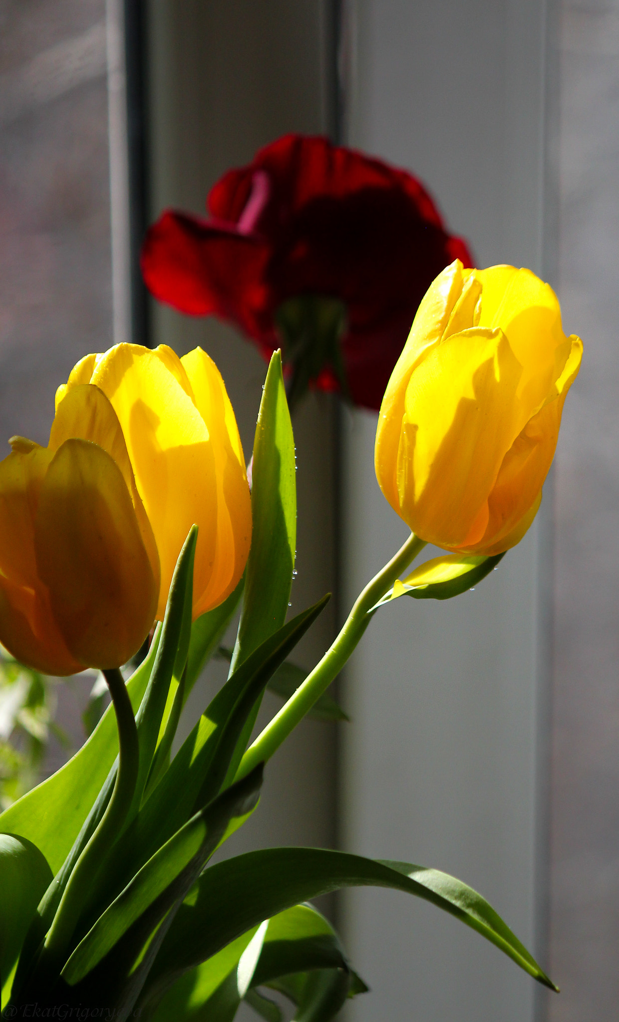 Canon EOS 550D (EOS Rebel T2i / EOS Kiss X4) sample photo. *** photography
