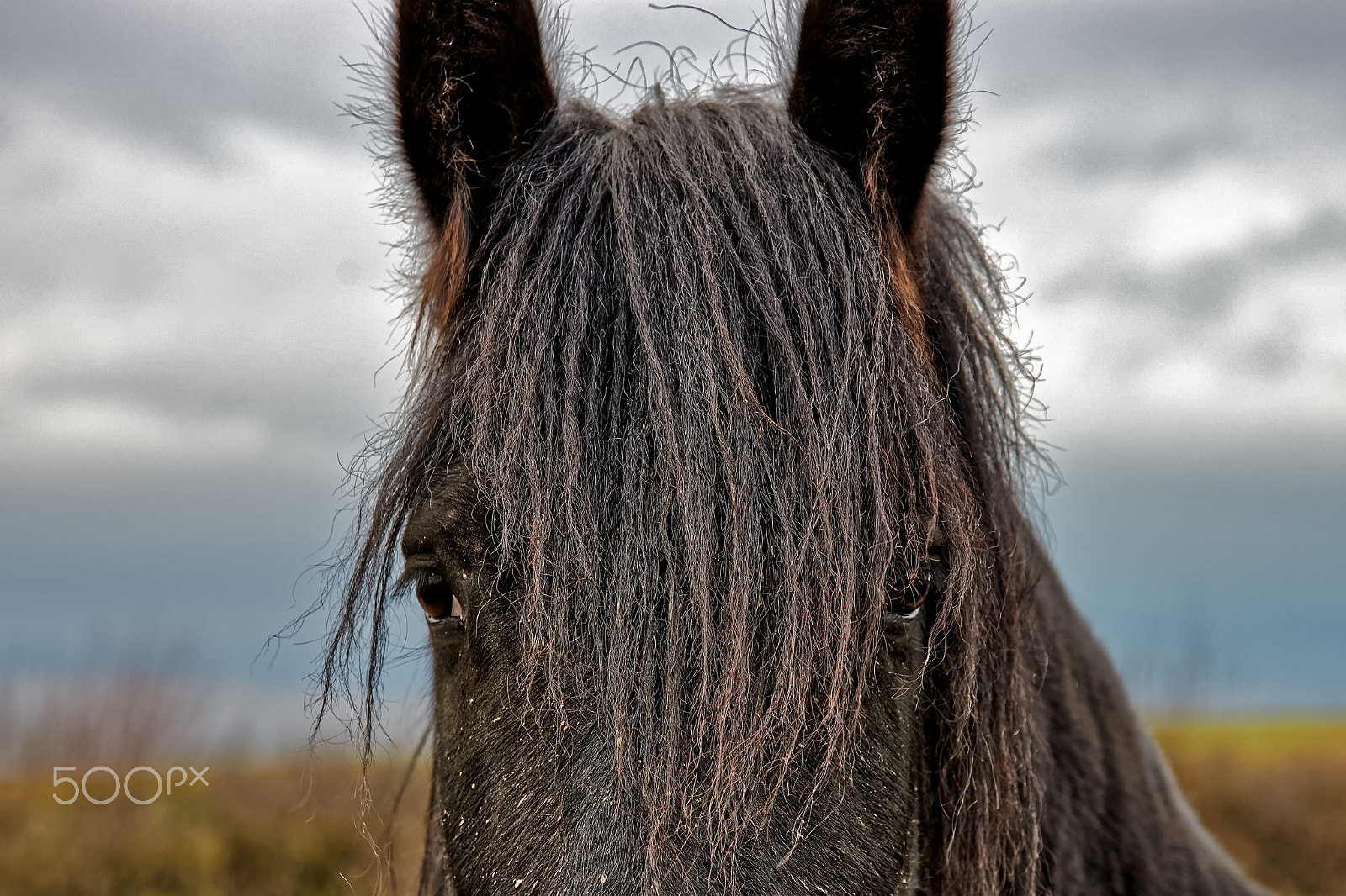 Sony a99 II sample photo. Dark beauty. photography