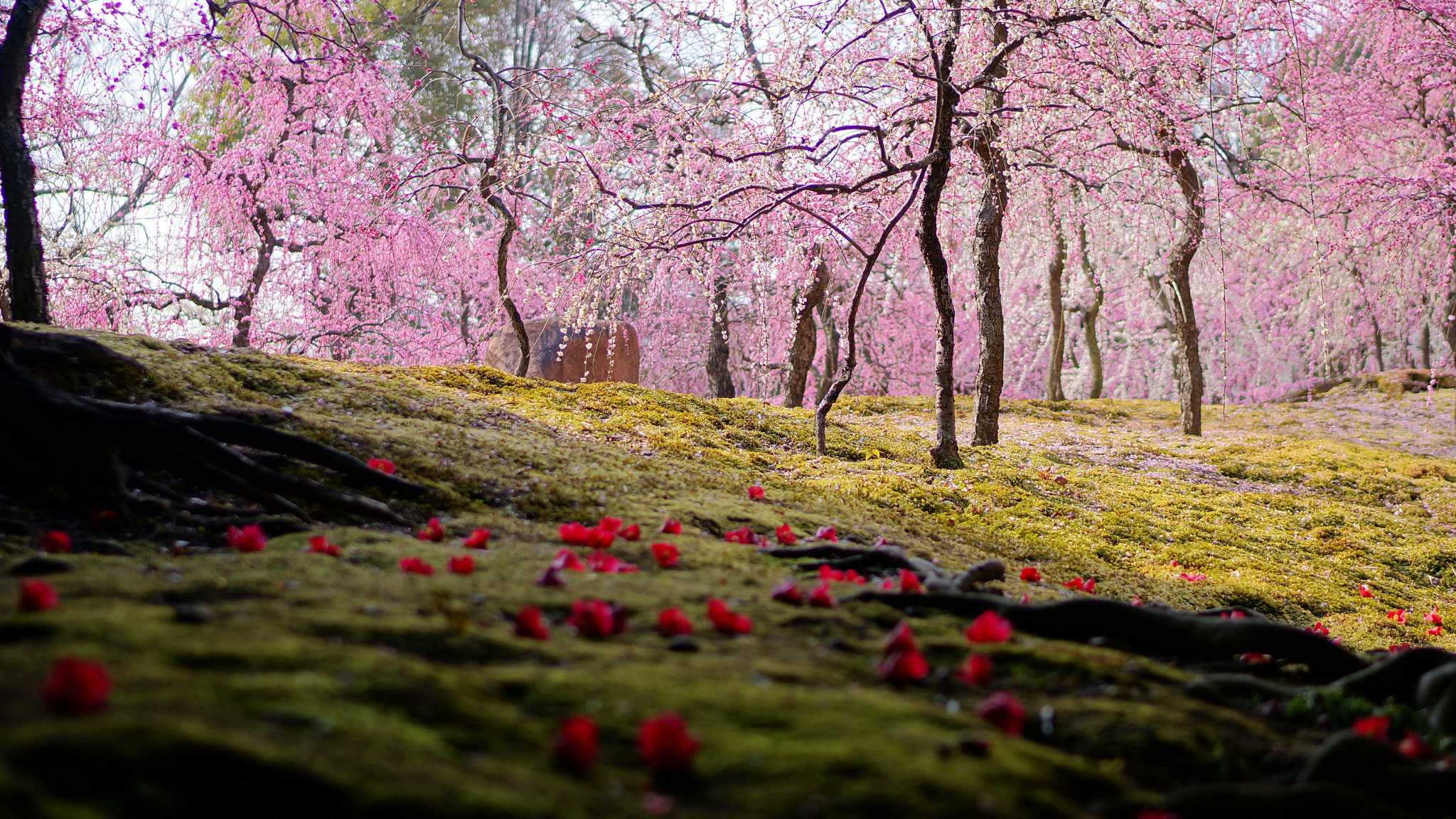 Sony Alpha NEX-6 + Sony Distagon T* FE 35mm F1.4 ZA sample photo. Weeping plum photography