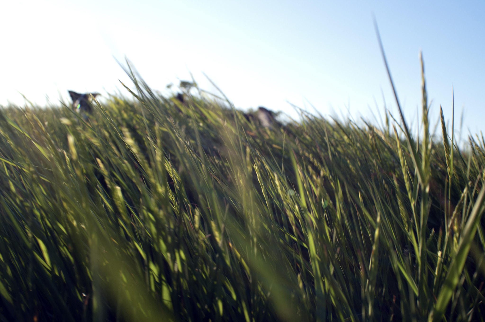 KONICA MINOLTA MAXXUM 5D sample photo. A perfect summer day photography