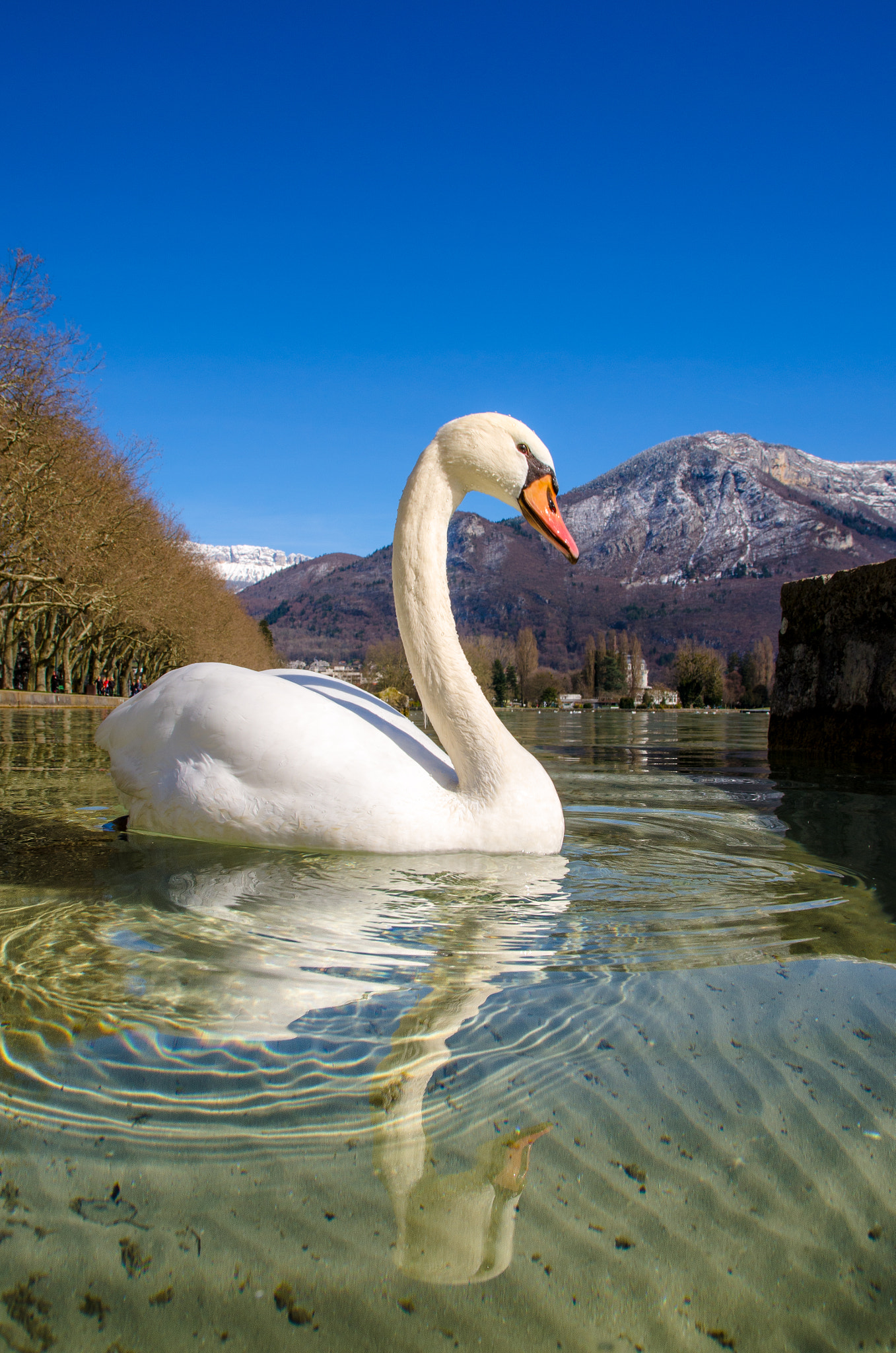 Sigma 17-70mm F2.8-4 DC Macro OS HSM | C sample photo. The swan photography