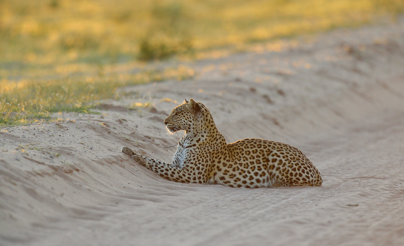 Nikon D4S + Nikon AF-S Nikkor 500mm F4G ED VR sample photo. Kalahari 2016 leopard ( female ) photography