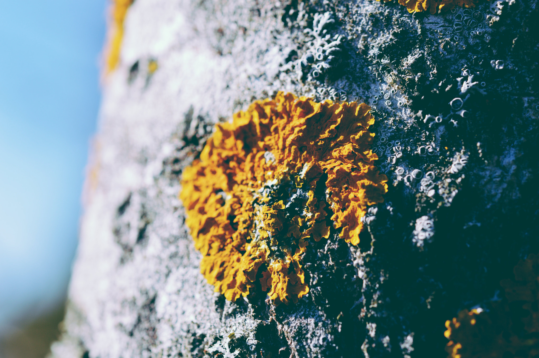 Nikon AF-S Micro-Nikkor 60mm F2.8G ED sample photo. Yellow moss  photography