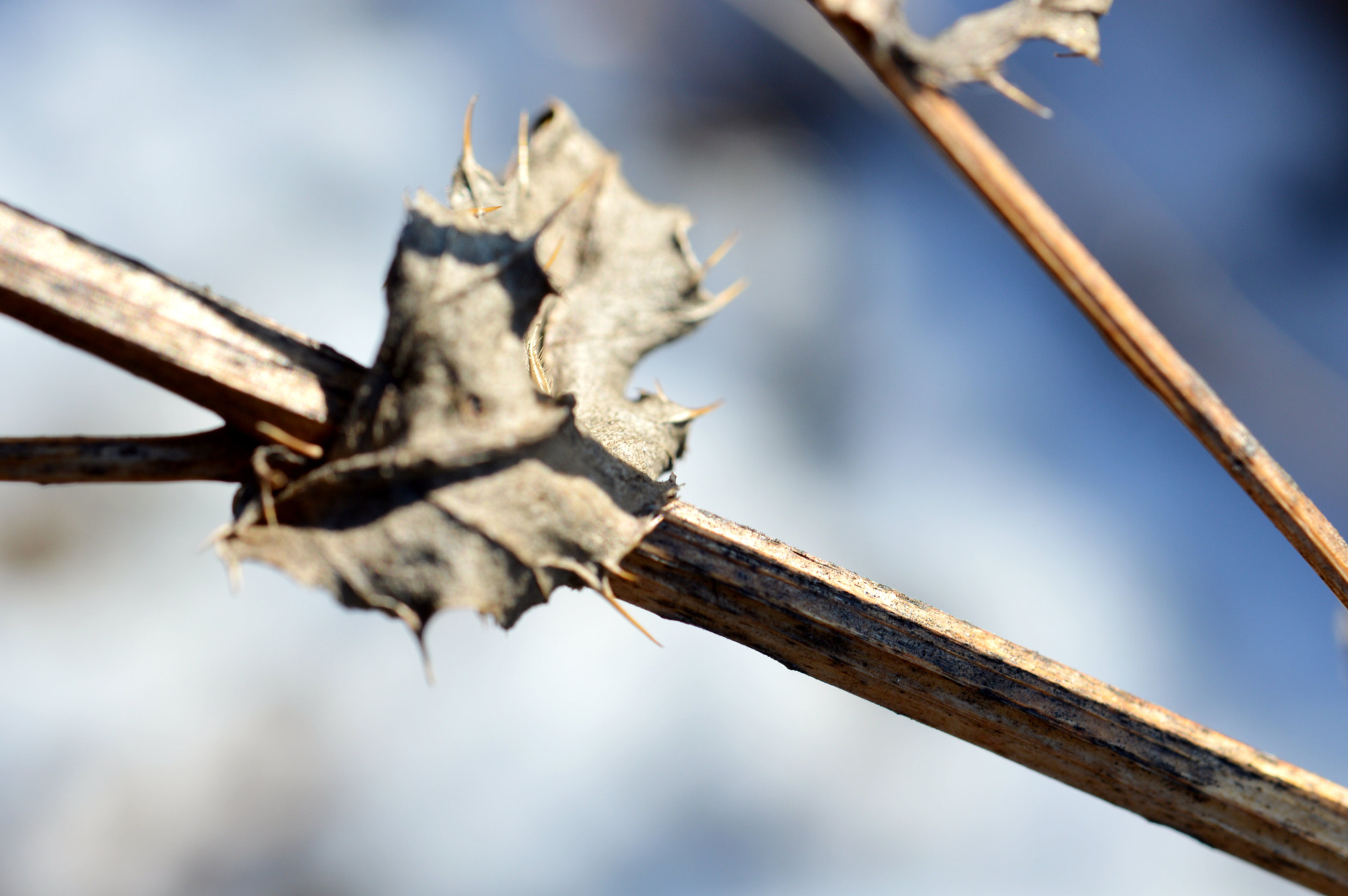 Nikon AF-S Micro-Nikkor 60mm F2.8G ED sample photo. Last leaf from autumn   photography