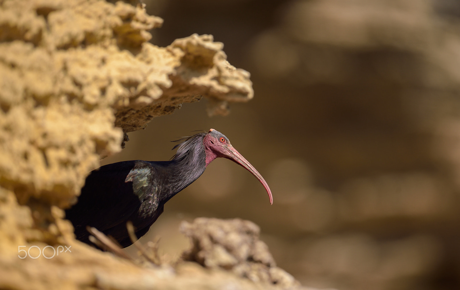 Nikon D4S + Nikon AF-S Nikkor 600mm F4G ED VR sample photo. Ibis eremita photography