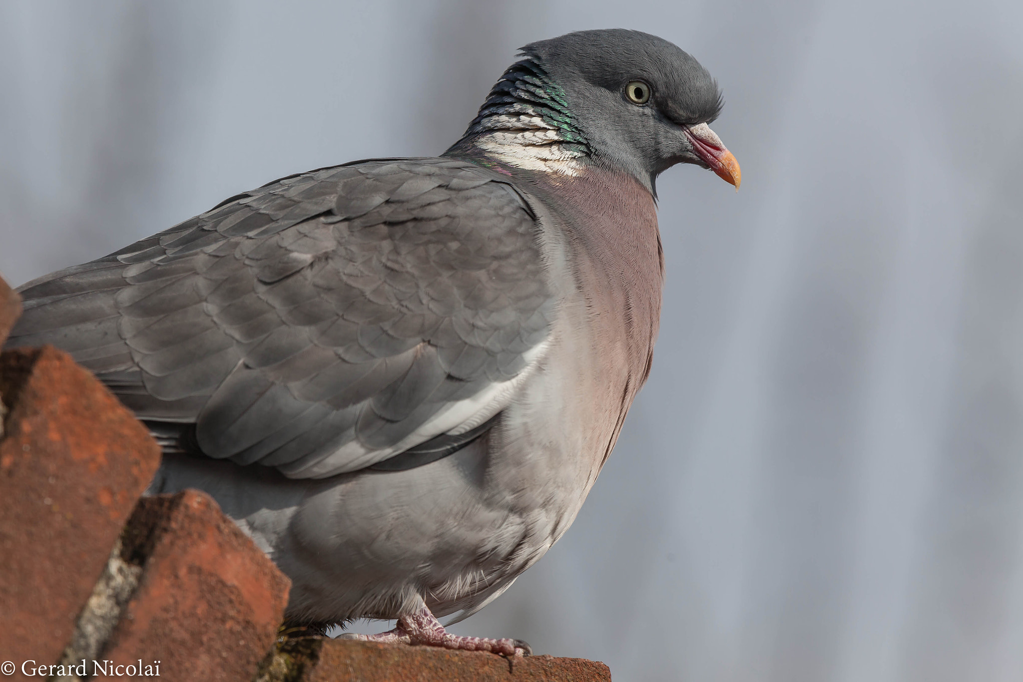 Canon EF 300mm F2.8L IS USM sample photo. Wood pigeon photography
