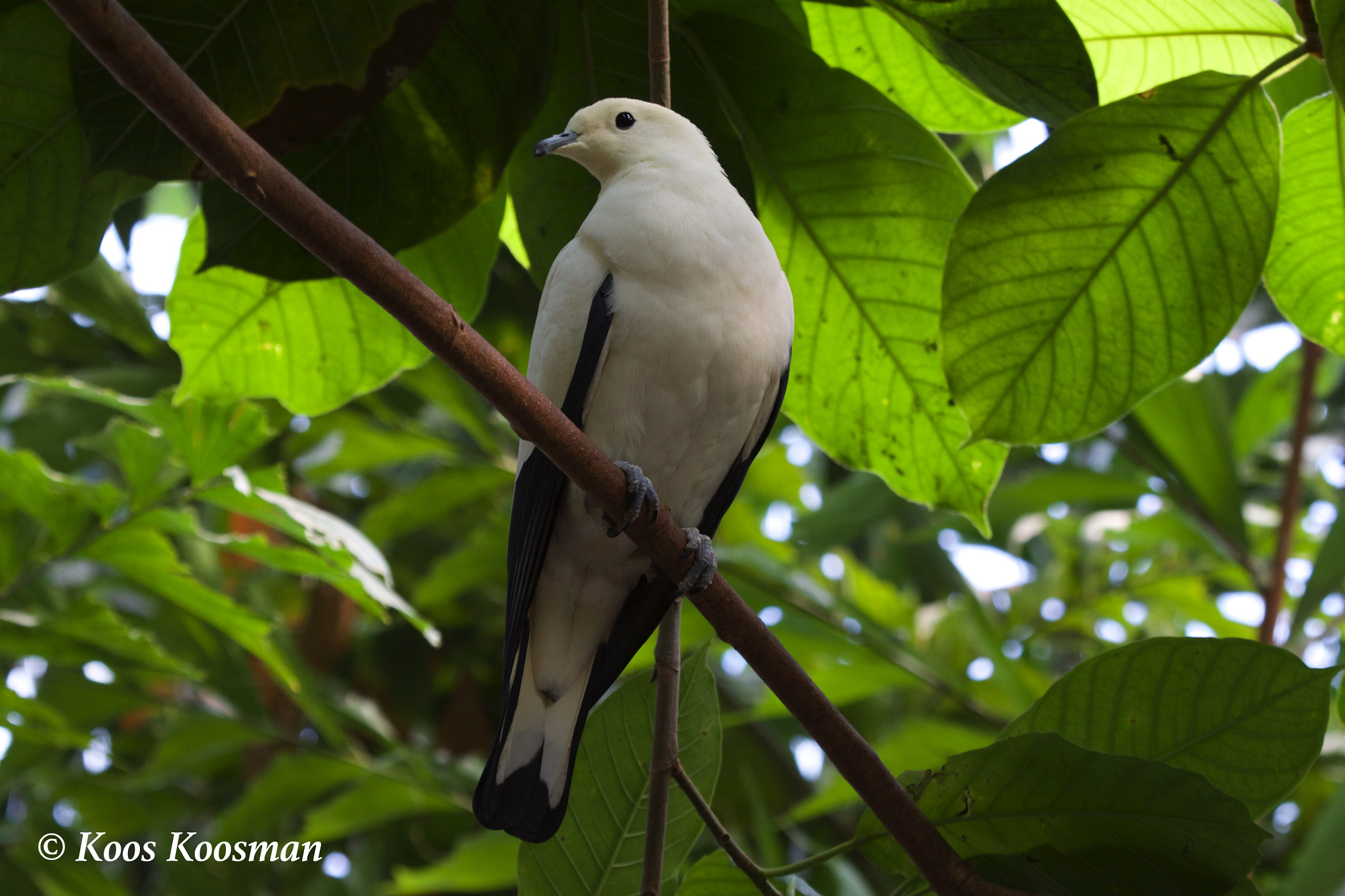 Canon EF 100-400mm F4.5-5.6L IS USM sample photo. Black & white dove photography