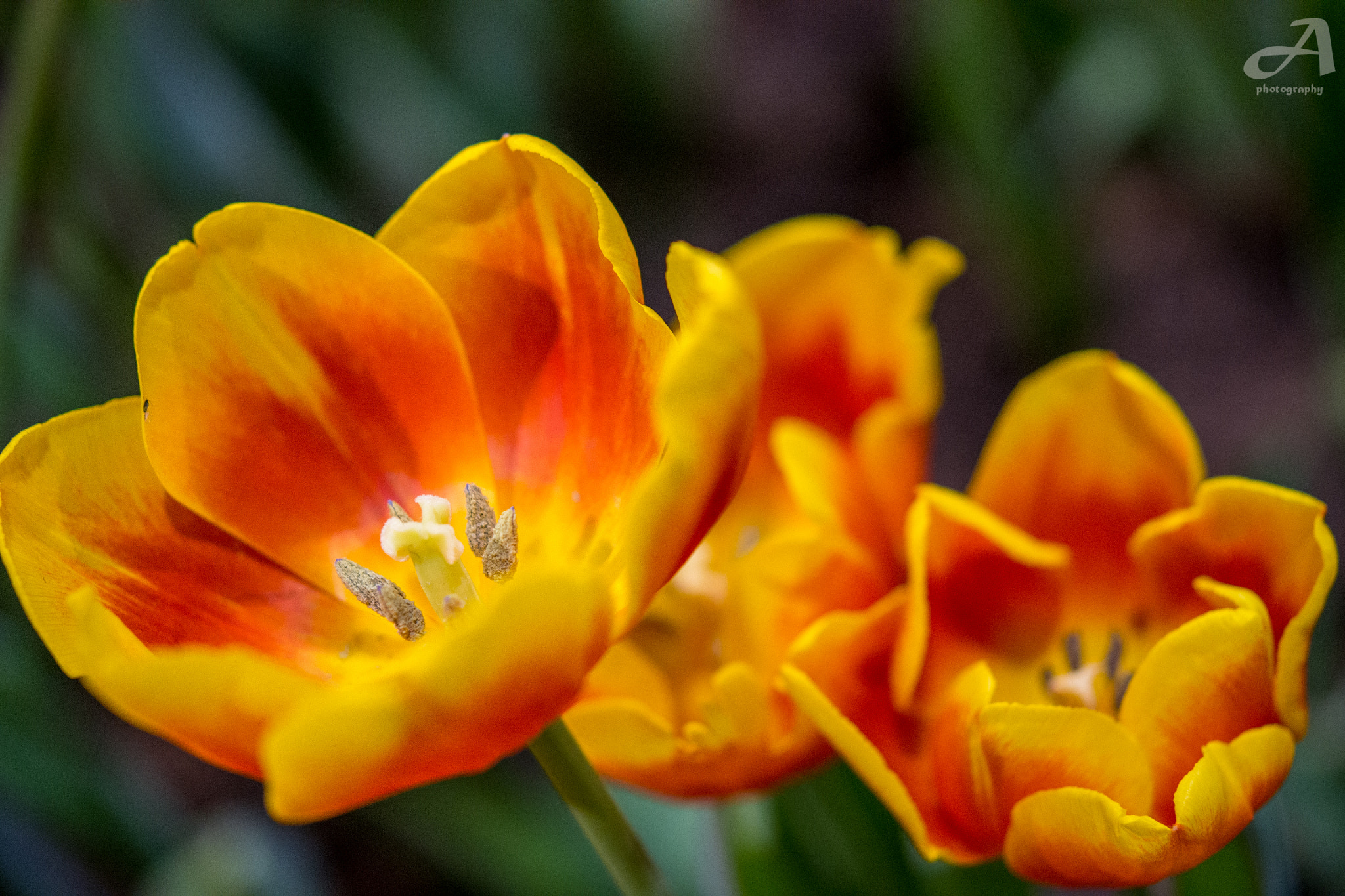 Nikon AF-S Micro-Nikkor 60mm F2.8G ED sample photo. Pair. photography