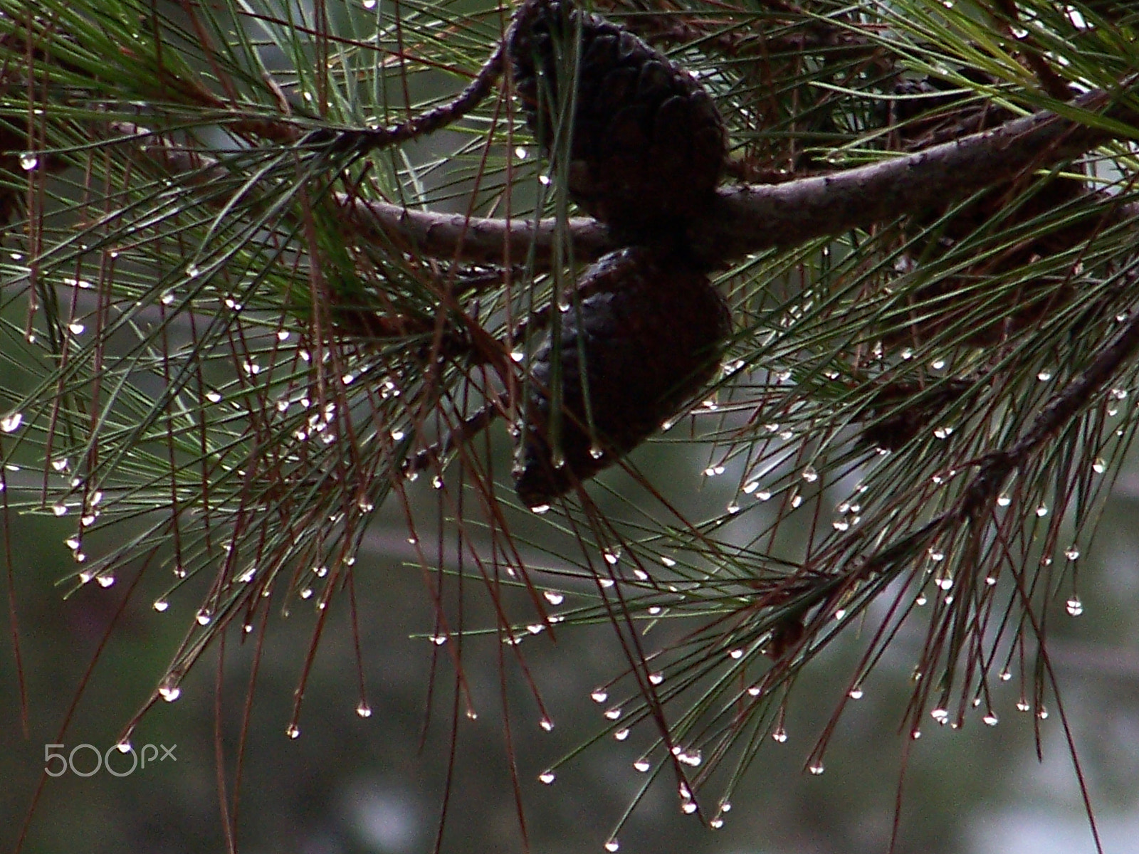 Kodak EASYSHARE Z1012 IS DIGITAL CAMERA sample photo. Pine tree photography