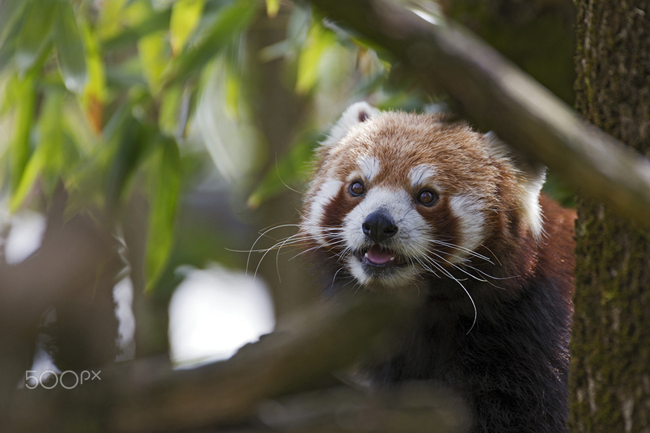 Canon EF 70-200mm F2.8L USM sample photo. Kleiner panda photography