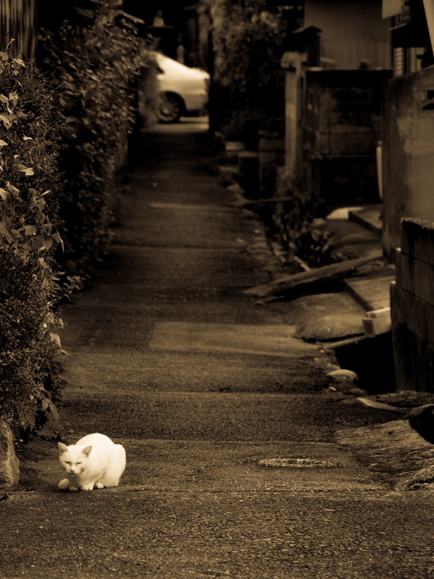 Panasonic Lumix DMC-GX7 sample photo. The cat in the alley photography