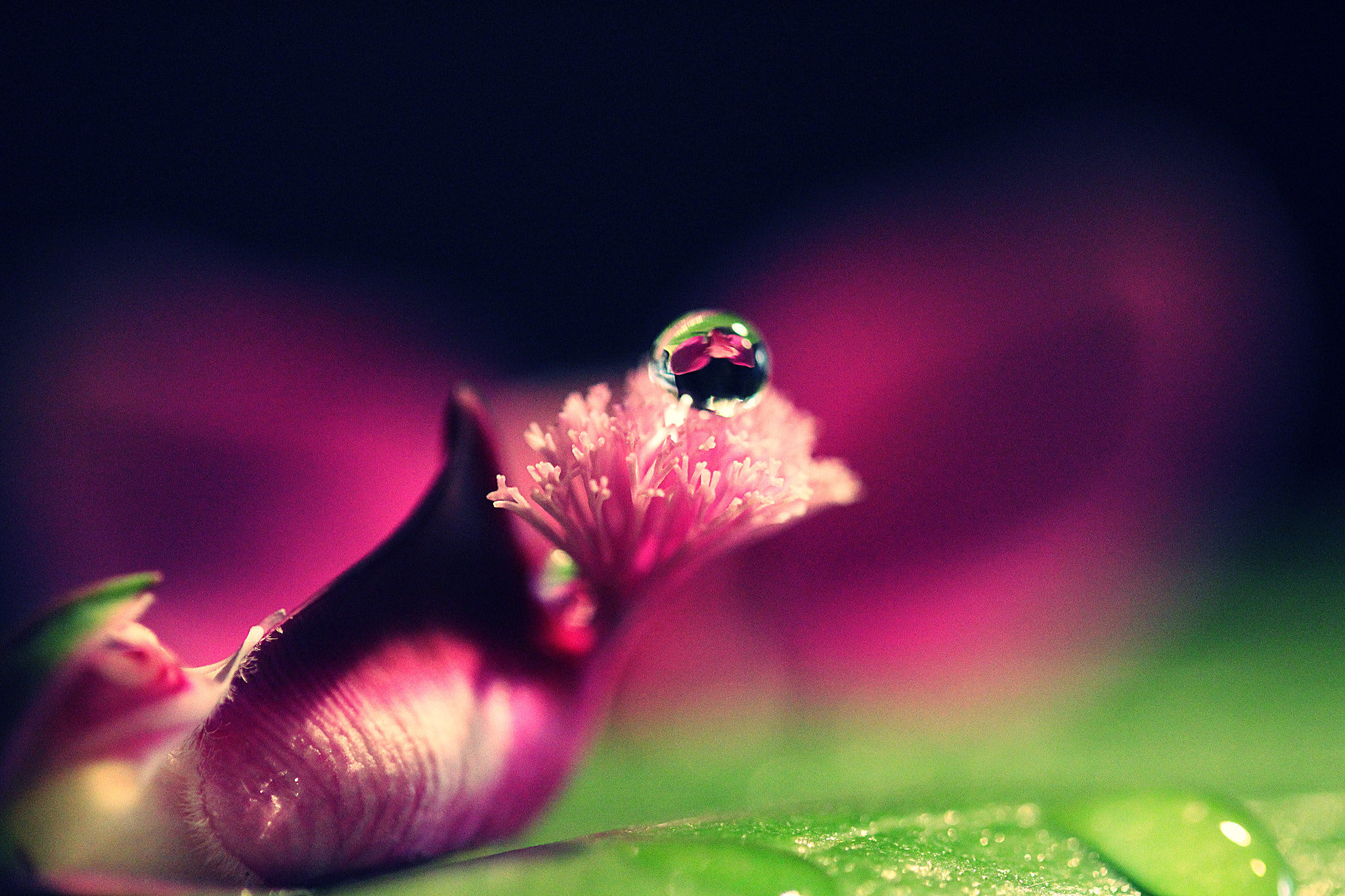 Canon EF-S 60mm F2.8 Macro USM sample photo. Flower snail photography