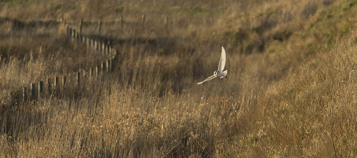 Canon EF 300mm F2.8L IS USM sample photo. Barn owl on the wing photography
