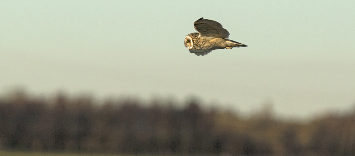Canon EF 300mm F2.8L IS USM sample photo. Short=eared owl photography
