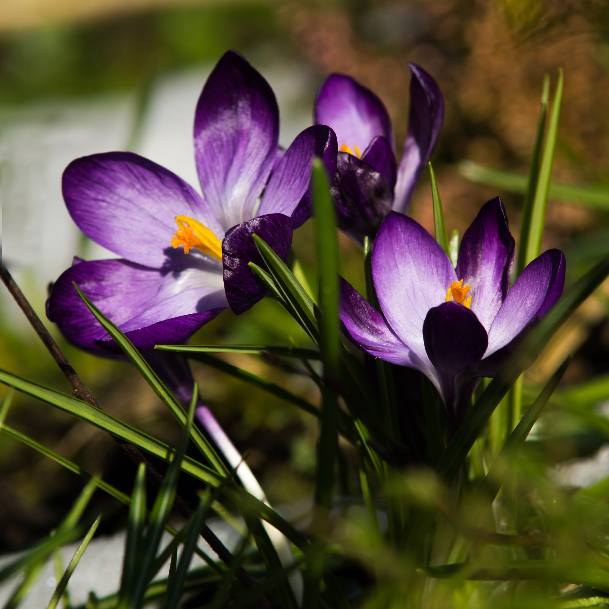 Sony SLT-A77 + Minolta AF 70-210mm F4 Macro sample photo. Spring photography