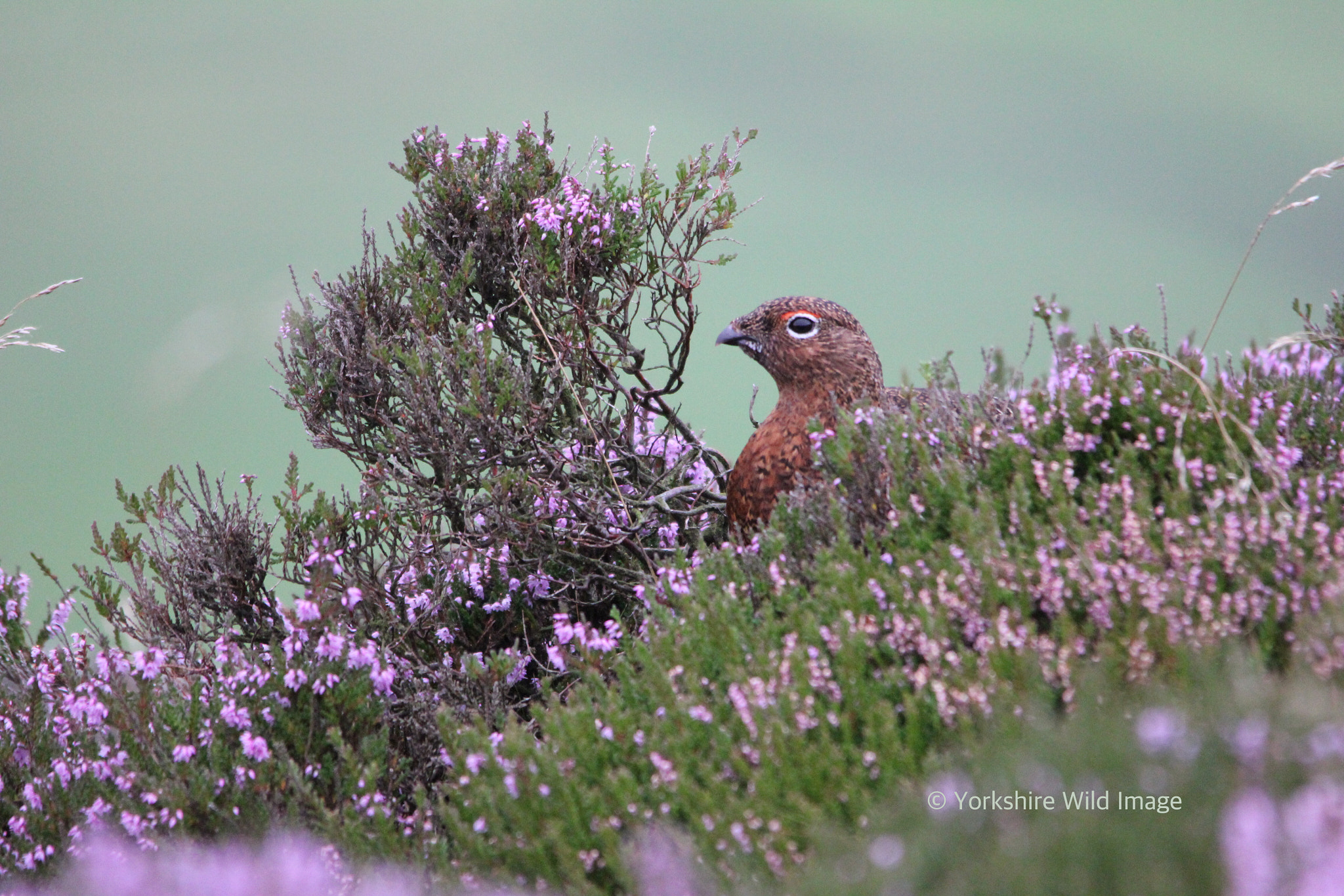 Canon EOS 550D (EOS Rebel T2i / EOS Kiss X4) + Sigma 150-500mm F5-6.3 DG OS HSM sample photo. Red grouse in blooming heather photography