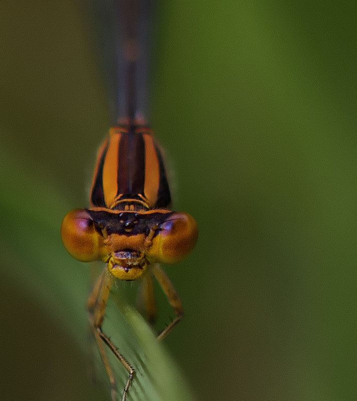 Tamron SP AF 180mm F3.5 Di LD (IF) Macro sample photo. Orange bluet photography