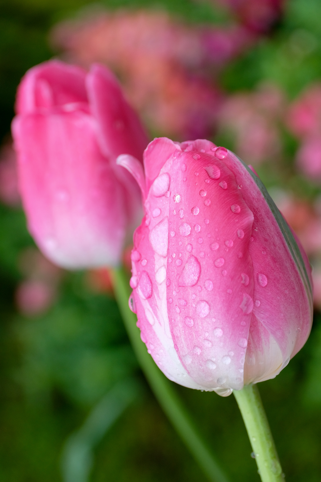 Fujifilm X-Pro2 + ZEISS Touit 50mm F2.8 sample photo. Tulips after rain photography