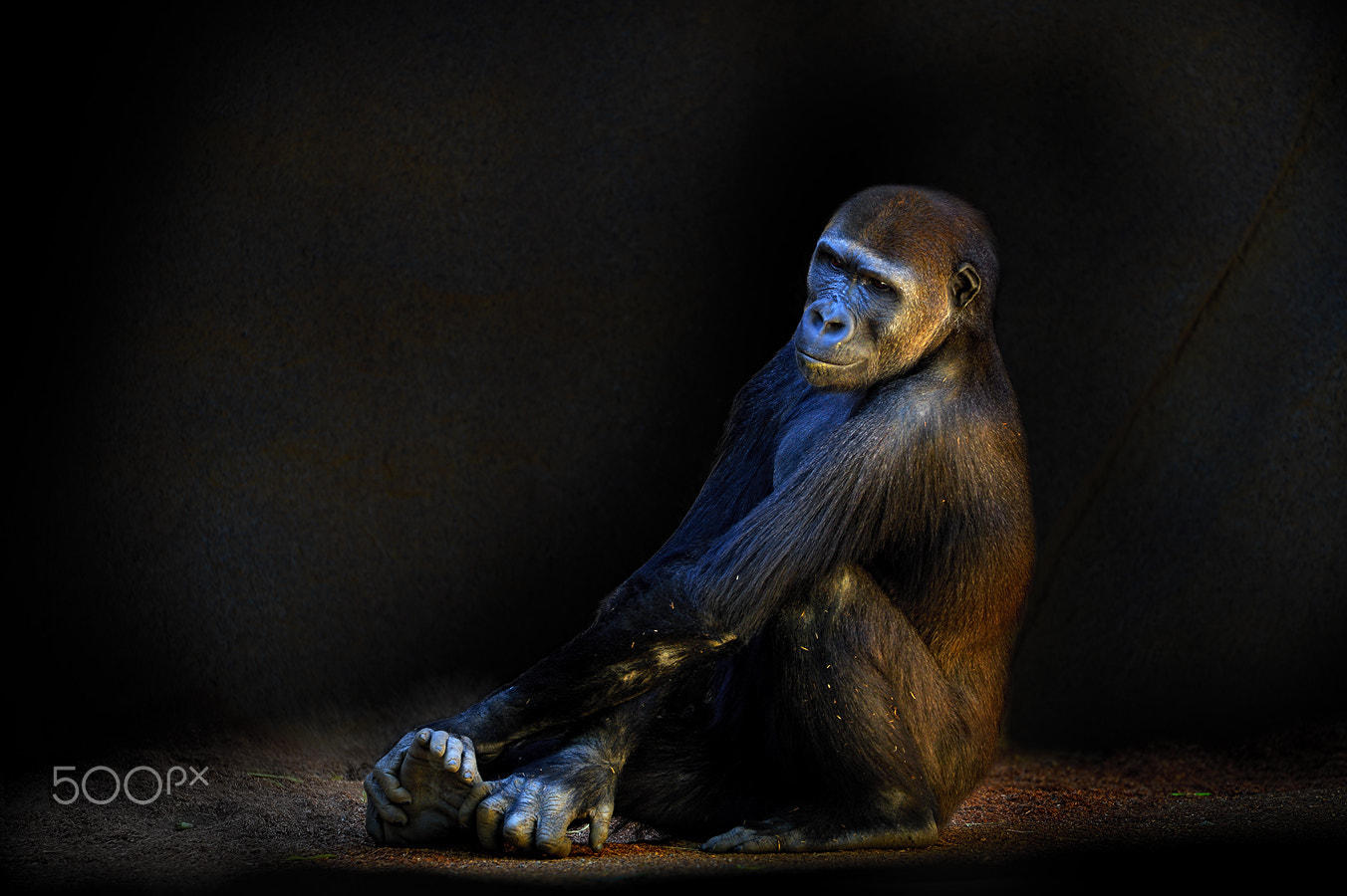 Nikon D4 sample photo. Gorilla photography